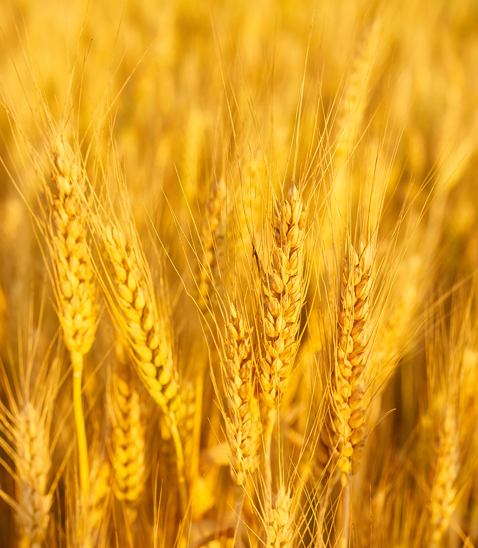 Ripe oats in field